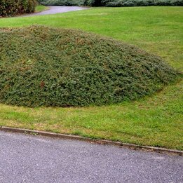 Cotoneaster dammeri Eichholz - pot Ø 11 cm
