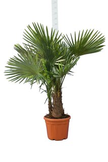 Trachycarpus fortunei Multitrunk - hauteur totale 160-180 cm - pot Ø 45 cm - 35 ltr [palette]