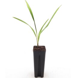 Trachycarpus nova x princeps - pot 7 x 7 cm
