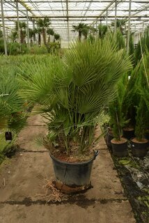 Chamaerops humilis - trunk 40-60 cm - total height 160-180 cm - pot Ø 55 cm [pallet]