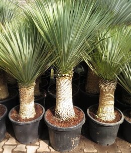 Yucca rostrata - stam 60-70 cm - totale hoogte 150-170 cm - pot Ø 45 cm [pallet]