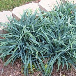 Carex laxiculmis Bunny Blue - totale hoogte 40-50 cm - pot 2 ltr