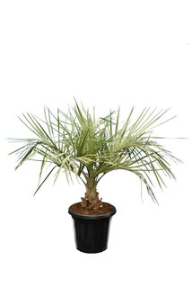 Butia capitata var. odorata - Stamm 15-25 cm - Gesamthöhe 140-160 cm - Topf Ø 40 cm