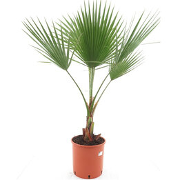 Washingtonia robusta - hauteur totale 100-130 cm - pot Ø 26 cm