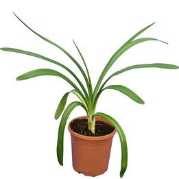 Agapanthus africanus White - Topf Ø 20 cm