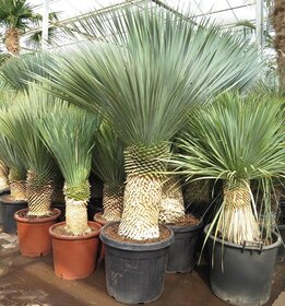 Yucca rostrata - stam 90-100 cm [pallet]