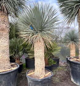 Yucca rostrata - stam 100-110 cm [pallet]