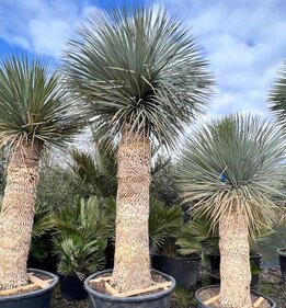 Yucca rostrata - stam 180-190 cm [pallet]