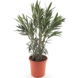 Nerium oleander white - total height 80-100 cm - pot Ø 26 cm