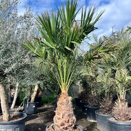 Livistona nitida - trunk 70-80 cm [pallet]