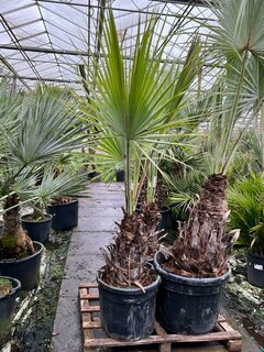 Brahea armata - trunk 50-60 cm [pallet]