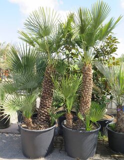 Chamaerops humilis - trunk 100-120 cm - total height 230+ cm - pot Ø 60 cm [pallet]