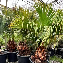 Livistona chinensis - trunk 50-60 cm [pallet]