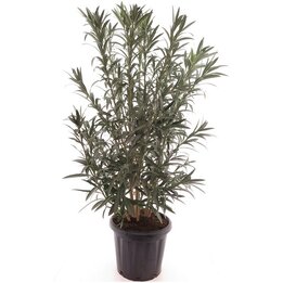 Nerium oleander white - pot Ø 40 cm