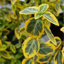 Euonymus fortunei Emerald 'n Gold - pot 0,5 ltr