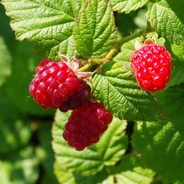 Rubus idaeus Twotimer Sugana rood