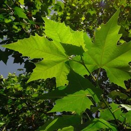 Platanus acerifolia - pot Ø 35 cm [pallet]
