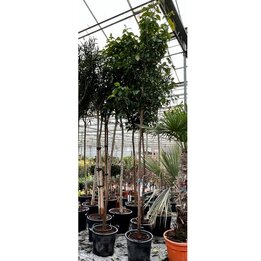 Citrus aurantium - Topf Ø 50 cm [Palette]