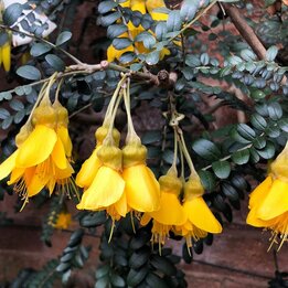 Sophora microphylla Sun King - pot Ø 28 cm [pallet]