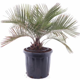 Jubaea chilensis - stam 20-30 cm - pot Ø 60 cm [pallet]