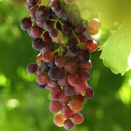 Vitis Vanessa - pot 2 ltr