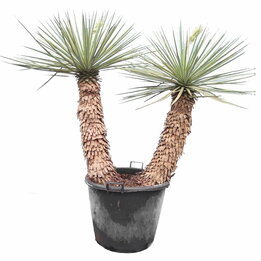 Yucca rigida - stam 80 + 80 cm [pallet]