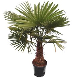 Trachycarpus fortunei - tronc 50-60 cm- hauteur totale 160-190 cm - pot Ø 40 cm [palette]