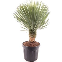 Yucca rostrata - stam 30-40 cm