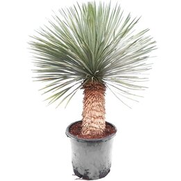 Yucca rostrata - stam 40-50 cm