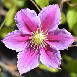 Clematis Piilu - pot 2 ltr