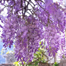 Wisteria floribunda Naga Noda 2 ltr
