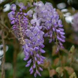 Wisteria floribunda Black Dragon - pot 2 ltr