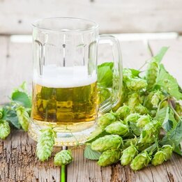 Humulus lupulus - total height 20-40 cm - pot 2 ltr