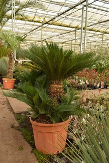 Cycas revoluta - tronc 40-60 cm [palette]