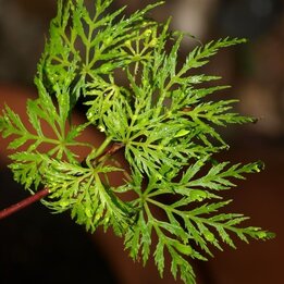 Acer palmatum Seiryu - totale hoogte 50-60 cm - pot 3 ltr
