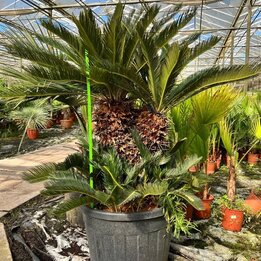 Cycas revoluta - stam 65-75 cm [pallet]