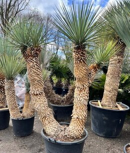 Yucca rigida - 4 koppig - stam 90 + 40 + 140 cm [pallet]
