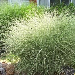 Miscanthus sinensis Morning Light - Topf 10 ltr
