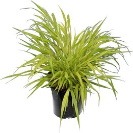 Hakonechloa macra Sunflare - totale hoogte 30-40 cm - pot 2 ltr
