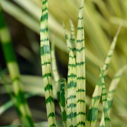 Miscanthus sinensis Gold Breeze - totale hoogte 55-65 cm - pot 2 ltr