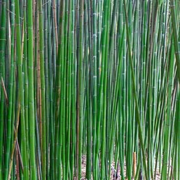 Semiarundinaria fastuosa Viridis - totale hoogte 200+ cm - pot 10 ltr [pallet]