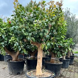 Citrus limon - pot Ø 65 cm [Palette]