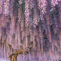 Wisteria sinensis totale hoogte 160+ cm - 3 ltr pot