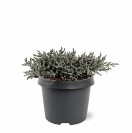 Juniperus squamata Tropical Blue - 3 ltr