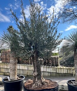 Olea europaea - 9872 [pallet]