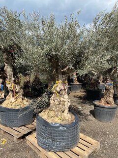 Olea europaea - stamomtrek 120-140 cm [pallet]