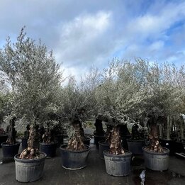 Olea europaea - stamomtrek 100-120 cm [pallet]