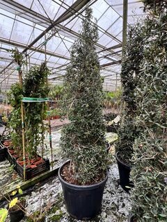 Olea europaea - piramide - pot Ø 60 cm [pallet]