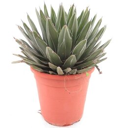 Agave victoria reginae - pot Ø 26 cm