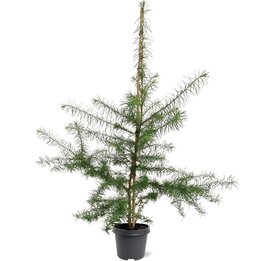 Larix kaempferi - pot 5 ltr